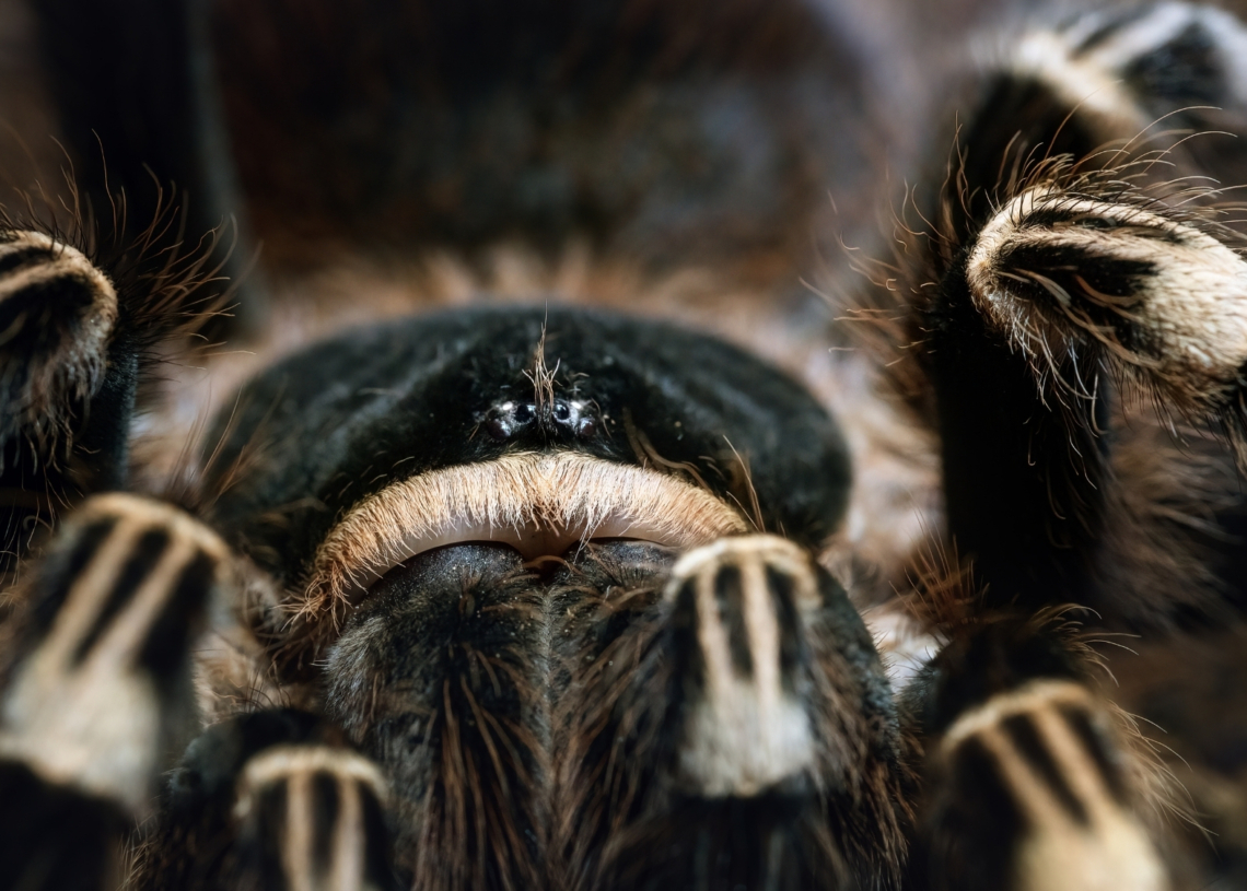 New Tarantula Species Discovered With Freakishly Large Sex Organ