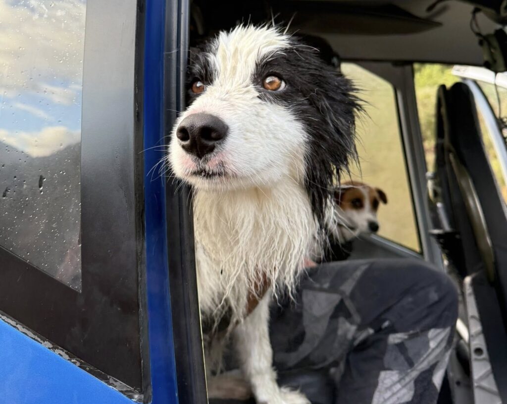 A dog was lost for a week in the wilderness. Strangers came to her rescue.