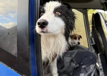 A dog was lost for a week in the wilderness. Strangers came to her rescue.