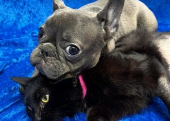 Three-legged dog and cat inseparable at hospital are adopted together