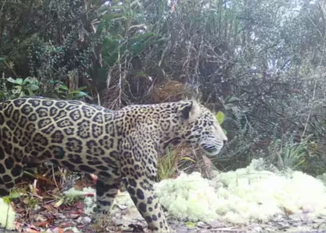 This Near-Mythical Jaguar Was Just Seen in the Wild After Vanishing for a Decade