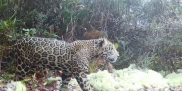 This Near-Mythical Jaguar Was Just Seen in the Wild After Vanishing for a Decade