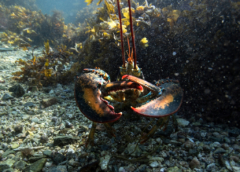 Scientists Are Electrocuting Lobsters (But There’s a Pretty Good Reason)