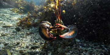 Scientists Are Electrocuting Lobsters (But There’s a Pretty Good Reason)