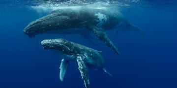 Scientists Caught Whales Talking Like Humans Underwater