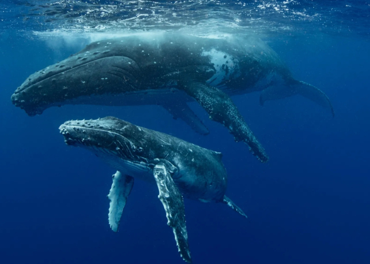 Scientists Caught Whales Talking Like Humans Underwater