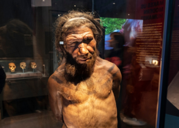 Scientists Figured Out How Smart Neanderthals Were (We Were All Wrong)