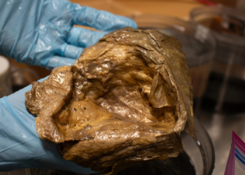 Scientists Finally Identified That Weird Golden Orb They Found in the Deep Sea