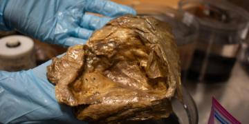 Scientists Finally Identified That Weird Golden Orb They Found in the Deep Sea