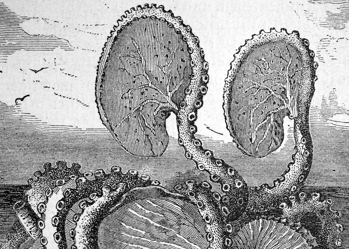 Scientists Uncovered Fossils of a 100-Million-Year-Old ‘Kraken’