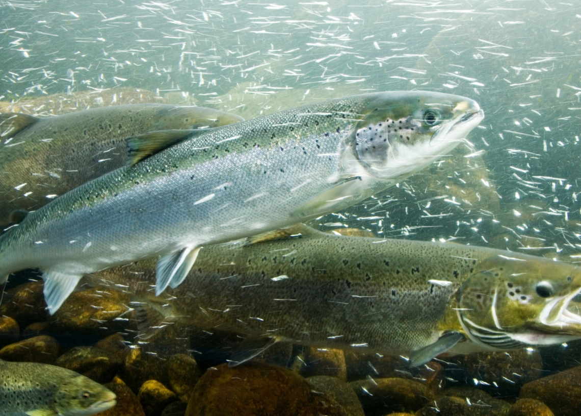 Scientists Gave Salmon Cocaine. The Reason Why Is Even Crazier.