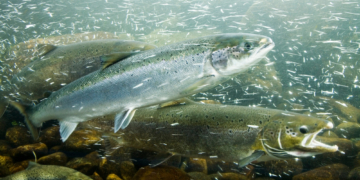 Scientists Gave Salmon Cocaine. The Reason Why Is Even Crazier.