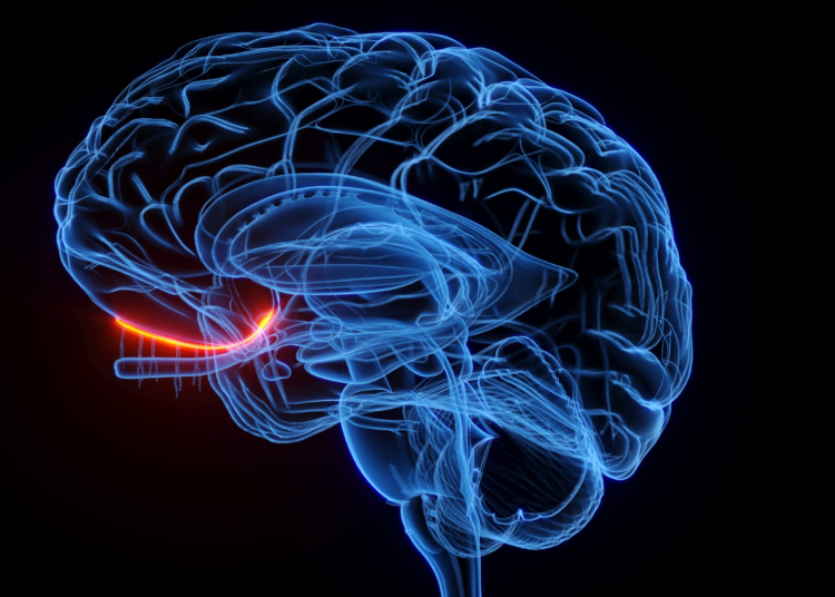 Scientists Made the First-Ever ‘Smell Map,’ and It’s Oddly Beautiful