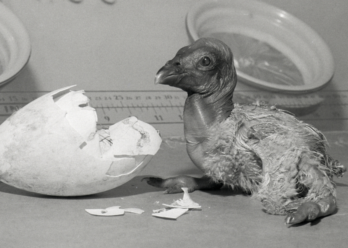 A Discovery in Northern California Could Change the Fate of Condors