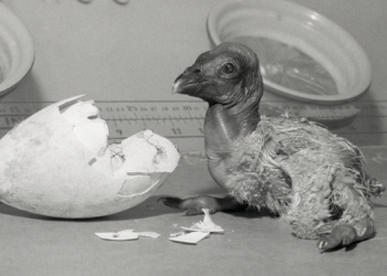 A Discovery in Northern California Could Change the Fate of Condors