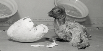 A Discovery in Northern California Could Change the Fate of Condors