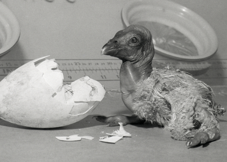 A Discovery in Northern California Could Change the Fate of Condors