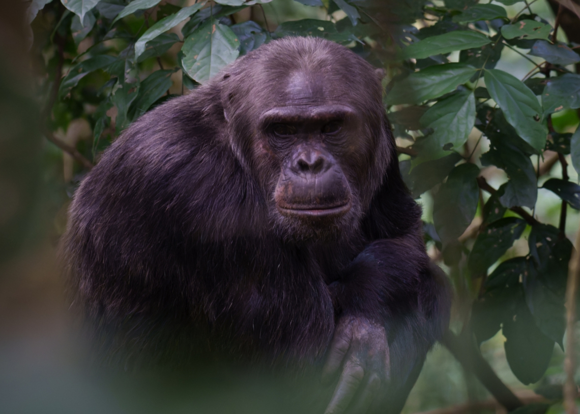 Why Scientists Think Chimpanzees Can Predict the Weather