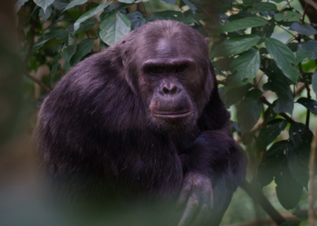 Why Scientists Think Chimpanzees Can Predict the Weather