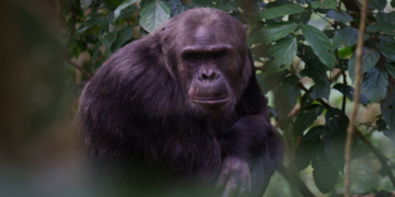Why Scientists Think Chimpanzees Can Predict the Weather