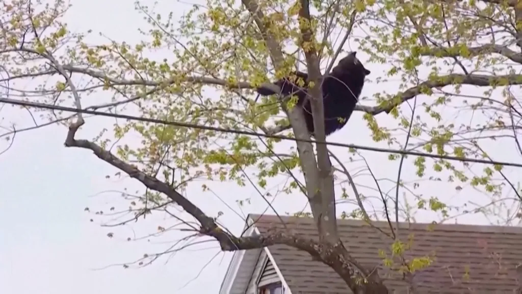 Black bear in a tree above a residential roof.