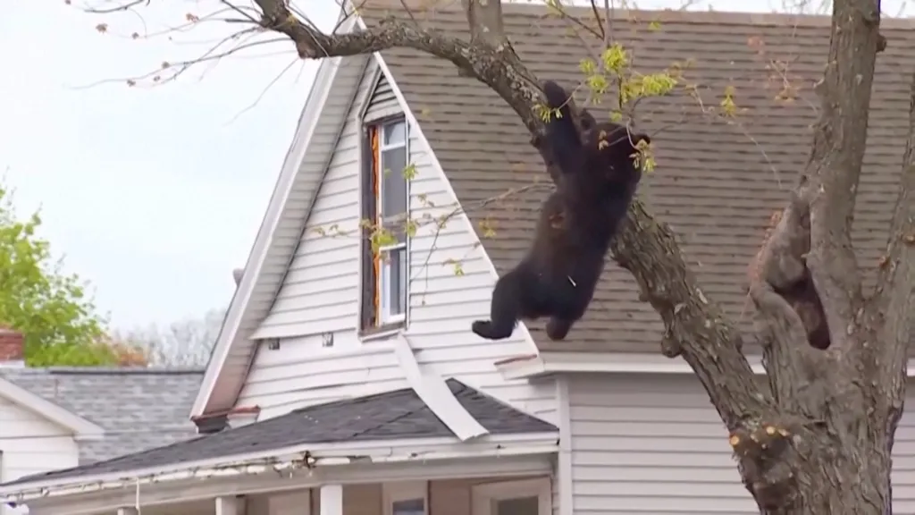 A black bear hanging from a tree branch in front of a white house.
