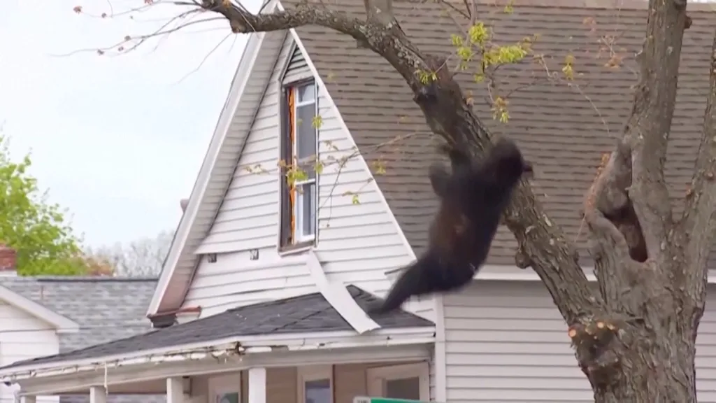 A bear falling from a tree onto the roof of a house.