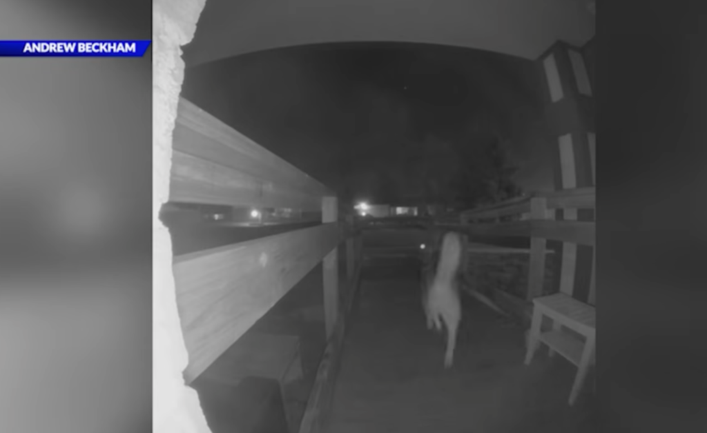 Maverick runs out the front door before the house sitter puts him into Beckham's car.