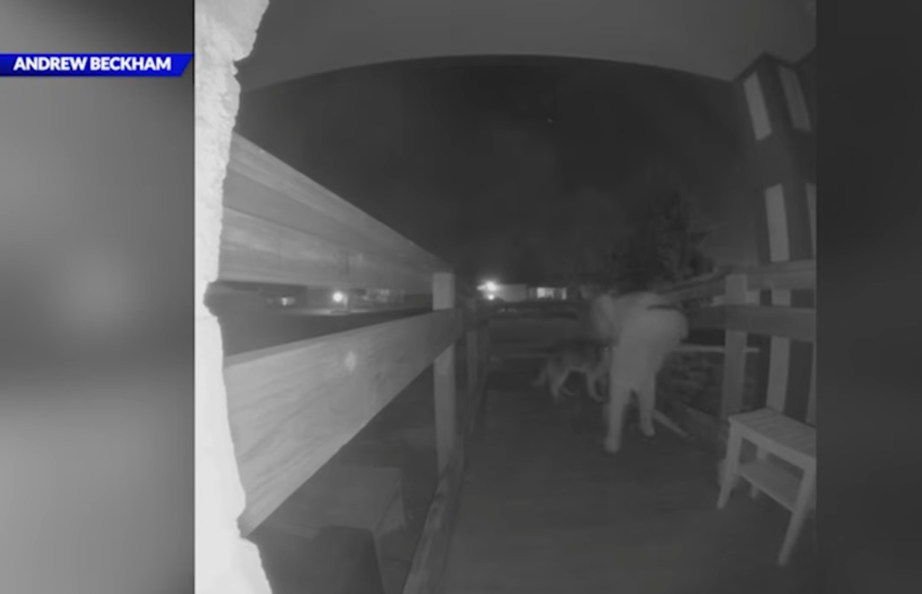 Doorbell camera footage captured the house sitter leaving the Colorado home with Maverick.