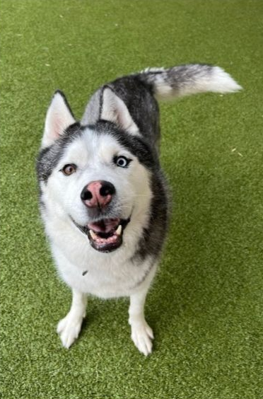 Maverick weighs approximately 60 pounds, has a missing toe on his front left paw, has mild arthritis and has one blue eye and one brown eye, according to a missing dog poster shared by Beckham.