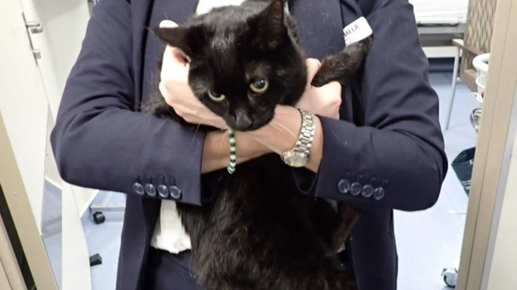 A person in a suit holding a black cat with a tag labeled 