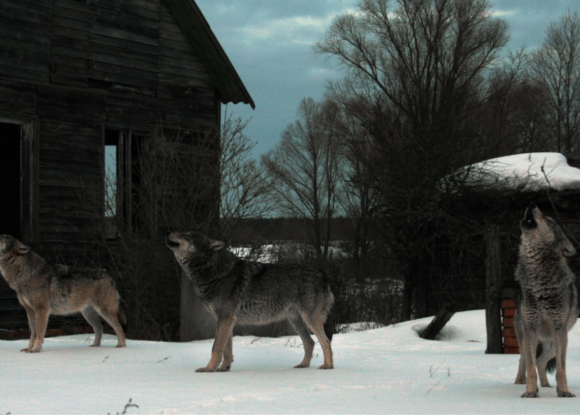 Something Strange Is Happening to the Wolves of Chernobyl