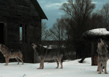 Something Strange Is Happening to the Wolves of Chernobyl