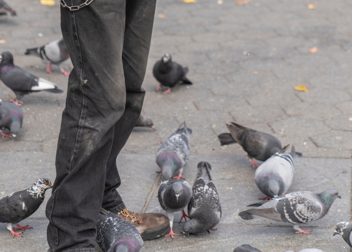 Something Weird Is Happening to the Animals Living in Human Cities