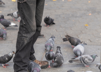 Something Weird Is Happening to the Animals Living in Human Cities