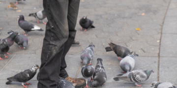 Something Weird Is Happening to the Animals Living in Human Cities