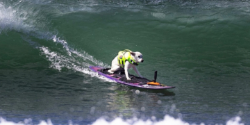 Remembering Sugar the Surfing Dog, World Champion Dog Surfer