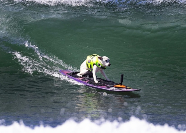 Remembering Sugar the Surfing Dog, World Champion Dog Surfer