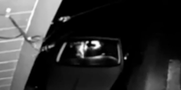 The Dummies Who Dressed as a Bear to Damage Their Own Cars Are Going to Jail