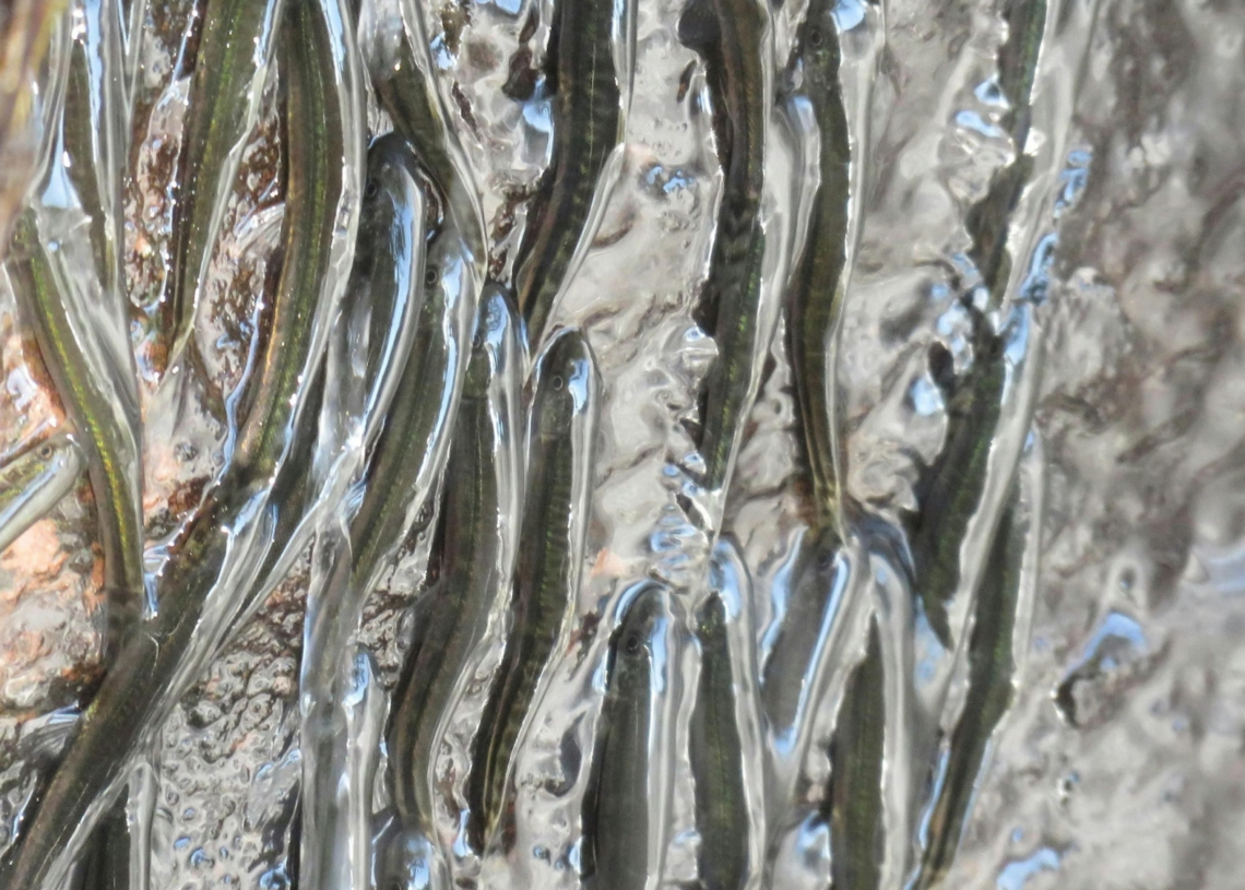 These Tiny Fish Climb a 50-Foot Waterfall Every Year for One Wild Reason