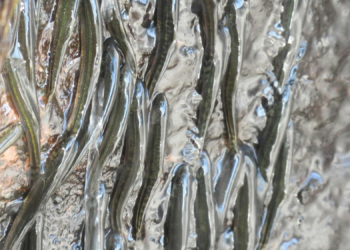 These Tiny Fish Climb a 50-Foot Waterfall Every Year for One Wild Reason