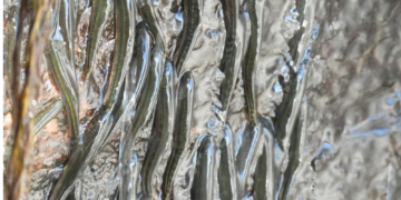 These Tiny Fish Climb a 50-Foot Waterfall Every Year for One Wild Reason