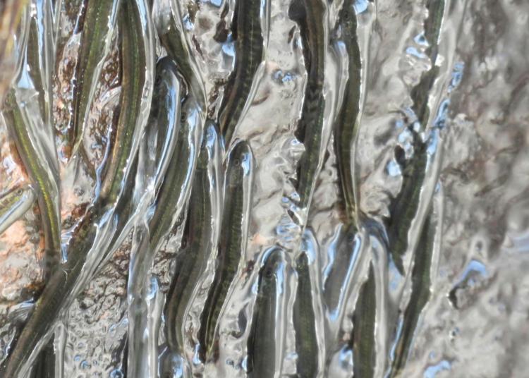 These Tiny Fish Climb a 50-Foot Waterfall Every Year for One Wild Reason