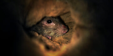 To win its fight against rats, D.C. turns to birth control – again