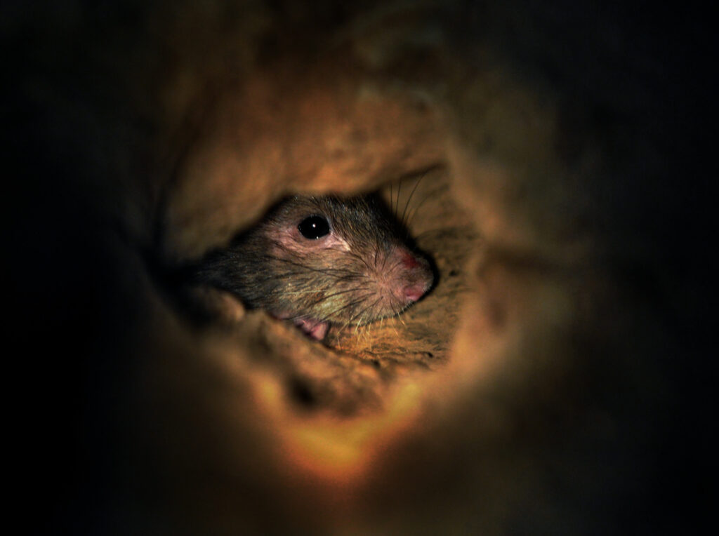 To win its fight against rats, D.C. turns to birth control – again