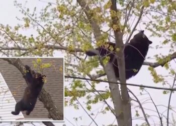 Curious black bear tranquilized by cops, topples out of tree after hours-long standoff in NY capital