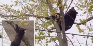 Curious black bear tranquilized by cops, topples out of tree after hours-long standoff in NY capital