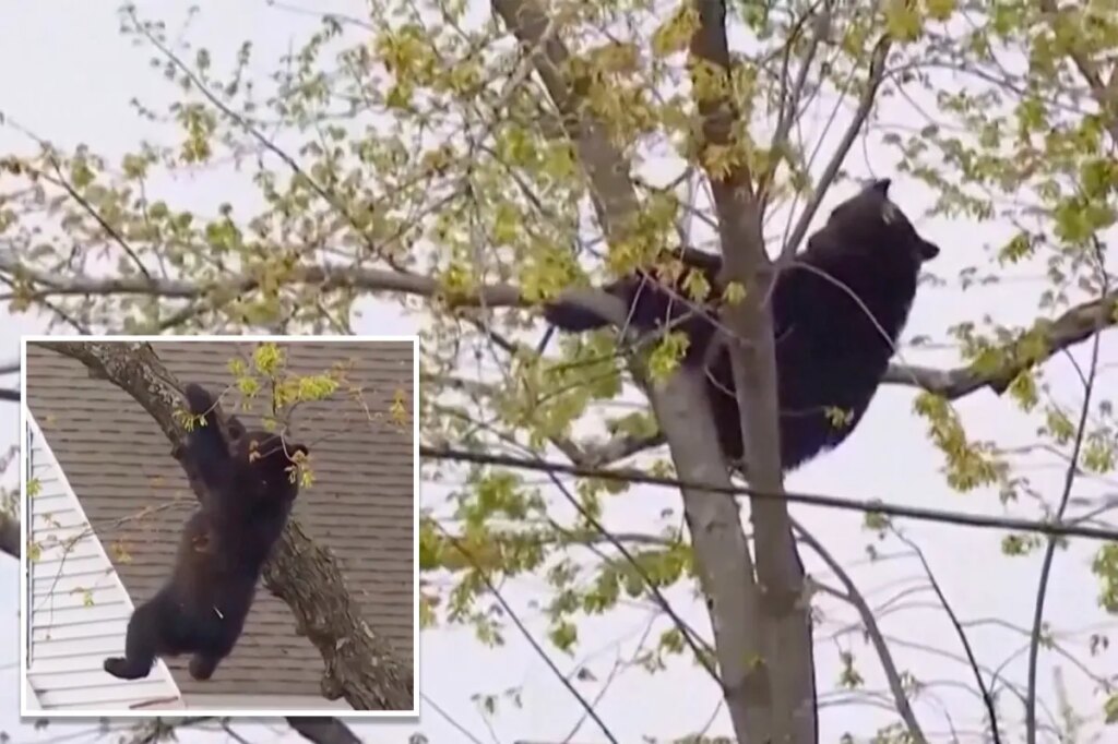Curious black bear tranquilized by cops, topples out of tree after hours-long standoff in NY capital