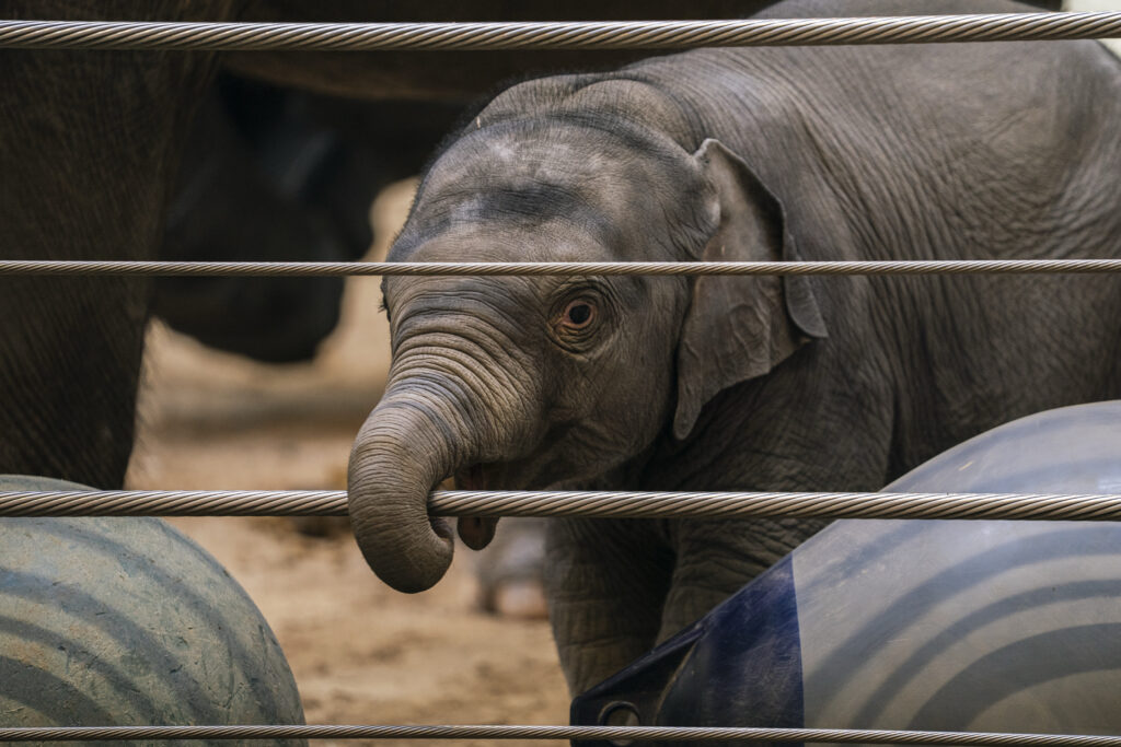 National Zoo’s first baby elephant in almost 25 years takes the stage