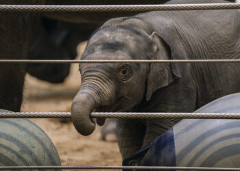 Baby elephant, spurned by her mother, makes debut at National Zoo